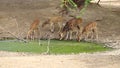 DEERS WAS SPOTTED IN THE ZOO. Royalty Free Stock Photo