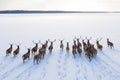 Deers in winter landscape