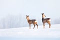 Deers in winter in a sunny day.