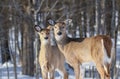 Deers during winter