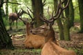 Deers in the wood