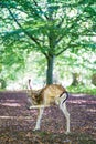 Deers in the woods Royalty Free Stock Photo