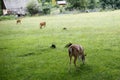 Deers in the zoo on the green grass Royalty Free Stock Photo