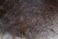 Deerskin closeup Royalty Free Stock Photo