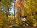 Deerstand in harmony picturesque golden autumn landscape