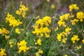 Deervetch (Lotus ruprechtii)