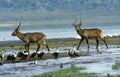 Defassa Waterbuck, kobus ellipsiprymnus defassa with White-Breasted Cormorant, phalacrocorax carbo lucidus, Nakuru Park in Kenya Royalty Free Stock Photo