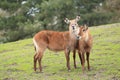 Defassa waterbucks Royalty Free Stock Photo