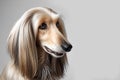 Default Afghan Hound dog portrait on a light background. Breed of animals. Royalty Free Stock Photo