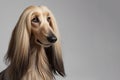 Default Afghan Hound dog portrait on a light background. Breed of animals. Illustration with place for text Royalty Free Stock Photo