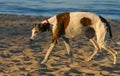 Defeated dog looking towards the camera Royalty Free Stock Photo