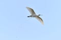 The Spoonbill bird defecating in flight.