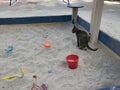 defecation of a cat on a children\'s sandbox. danger on the playground