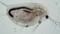 Defecation of the microorganism from daphnia pond close-up