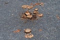 Defecation of a wild adult cassowary on the floor with seeds of plants and trees. Cassowary transports seeds from one part of the