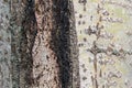 defective abstract texture of aspen tree bark Royalty Free Stock Photo