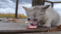 Defenseless cute kitten eating a treat on the autumn street