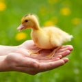 Defenseless little duckling in hands, close-up