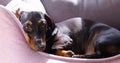 Defenseless sad dachshund puppy lies in its couch in sun and misses being alone