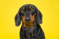Defenseless small dog dachshund on yellow background looks devotedly