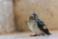 Defenseless sparrow chick close up. Photo with place for text