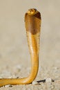 Defensive Cape cobra - Kalahari desert