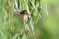 Defensive Marsh Wren In Reeds