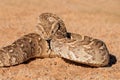 Defensive puff adder