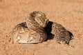 Defensive puff adder