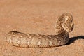 Defensive puff adder