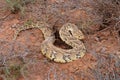 Defensive puff adder in natural habitat