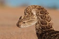Defensive puff adder Royalty Free Stock Photo