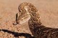 Defensive puff adder Royalty Free Stock Photo