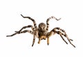 Defensive spider tarantula Royalty Free Stock Photo