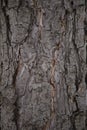 Deferent texture of the pine tree trunk Royalty Free Stock Photo