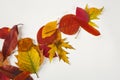 Defferent bright autumn leaves isolated