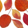 Defferent bright autumn leaves isolated