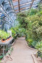 Defferent tropical plants ingreenhouse of the Moscow Botanical Garden