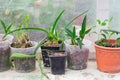 Defferent tropical plants in plastic flower pots Royalty Free Stock Photo