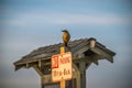Defiant Bird on a Sign