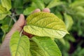 Deficiency of minerals in plant. lack of nitrogen, potassium. Iron deficiency chlorosis. Sick yellow leaf of apple tree