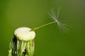 Deflorate dandelion Royalty Free Stock Photo