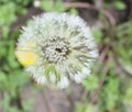 Deflorate dandelion Royalty Free Stock Photo