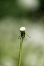 Deflorate dandelion. Totally bald dandelion on the stem Royalty Free Stock Photo