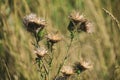 Deflorate flower of welted thistle Royalty Free Stock Photo