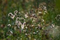 Deflorate weeds on wild meadow Royalty Free Stock Photo