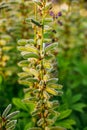 Deflorate Wild Flowers Lupine With Seed Pods In Summer Spring Royalty Free Stock Photo