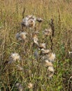 Deflorated thistle flowers in the meadow Royalty Free Stock Photo