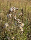 Deflorated thistle flowers in the meadow
