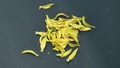 Throwing petal of ylang-ylang flower on black background